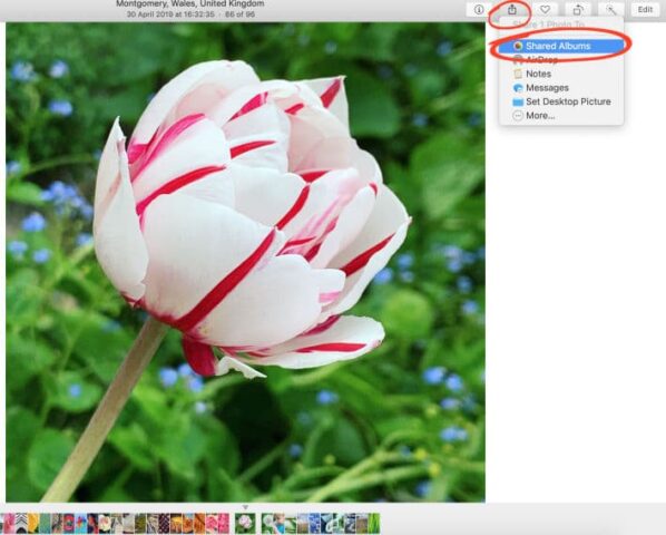 Use iCloud Photo Sharing On A Mac Computer