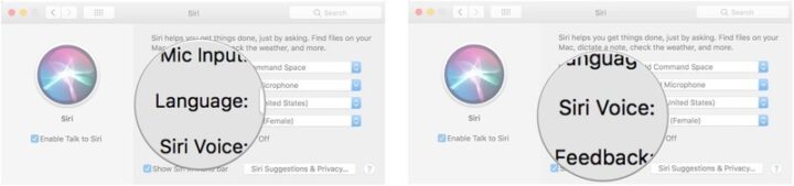 How to use Siri on your Mac?