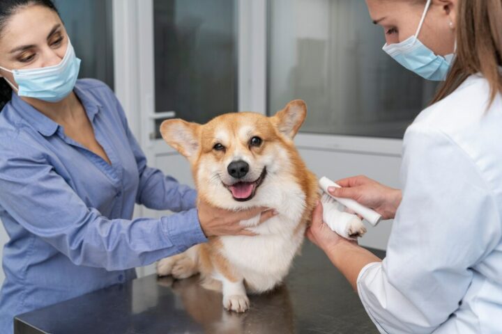 Dog DNA Testing Kit